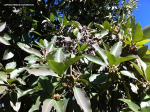 Lophostemon confertus - foliage 1